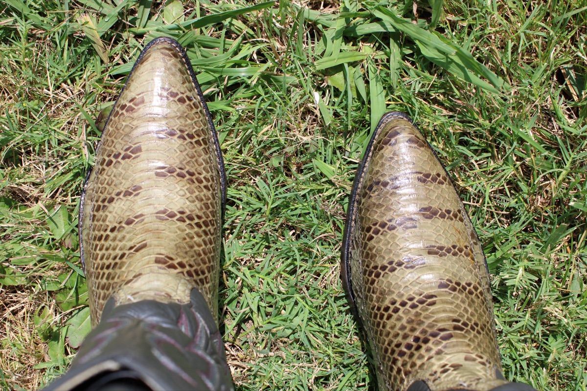 Tiger Snake reference