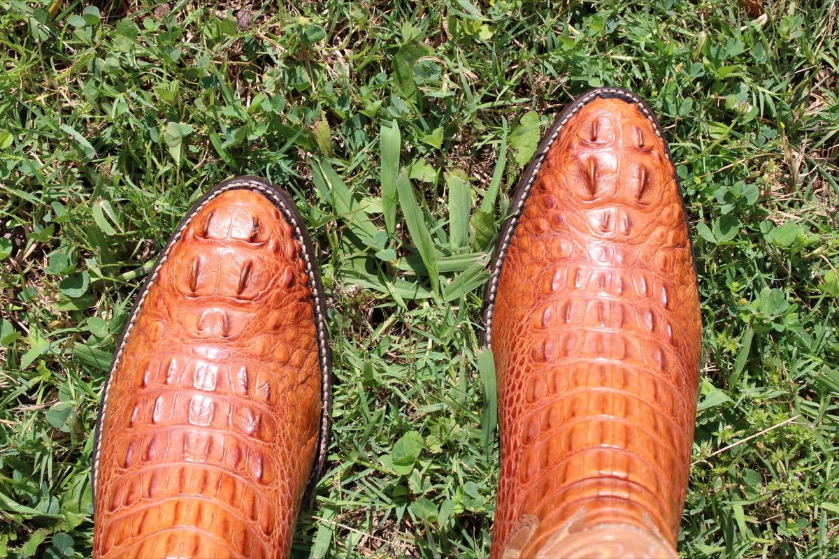 8 Unknown Alligator Headcut 9 D