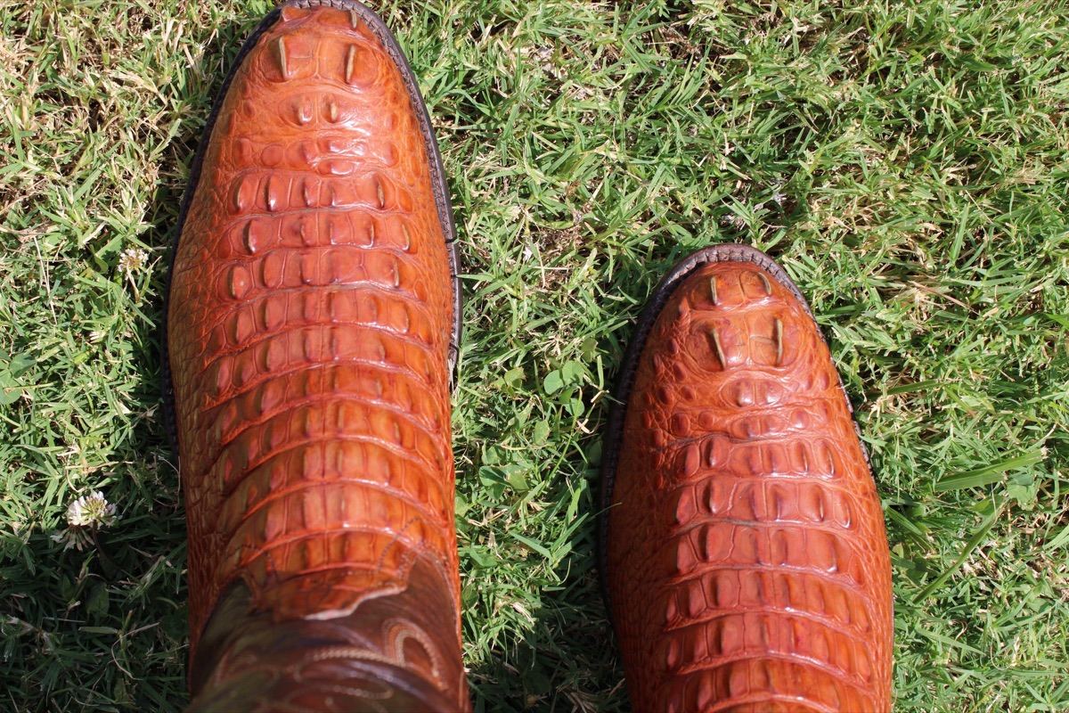 Alligator Headcut