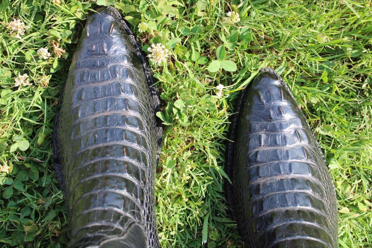 Alligator Headcut